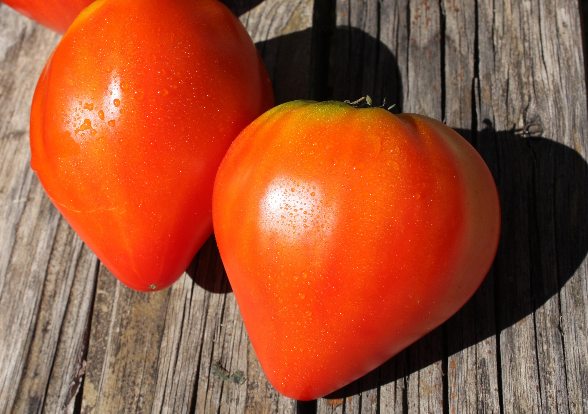 Comment cultiver et tailler ses tomates ?