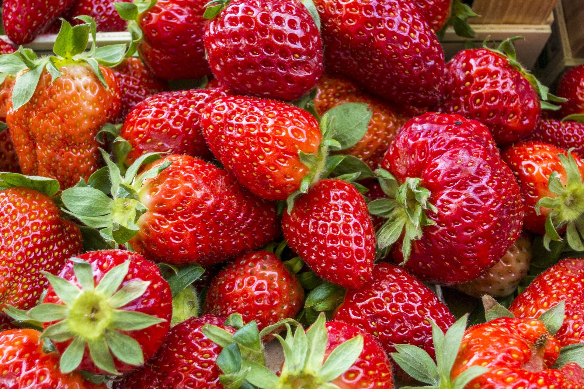 LES VARIÉTÉS DE FRAISES À CULTIVER