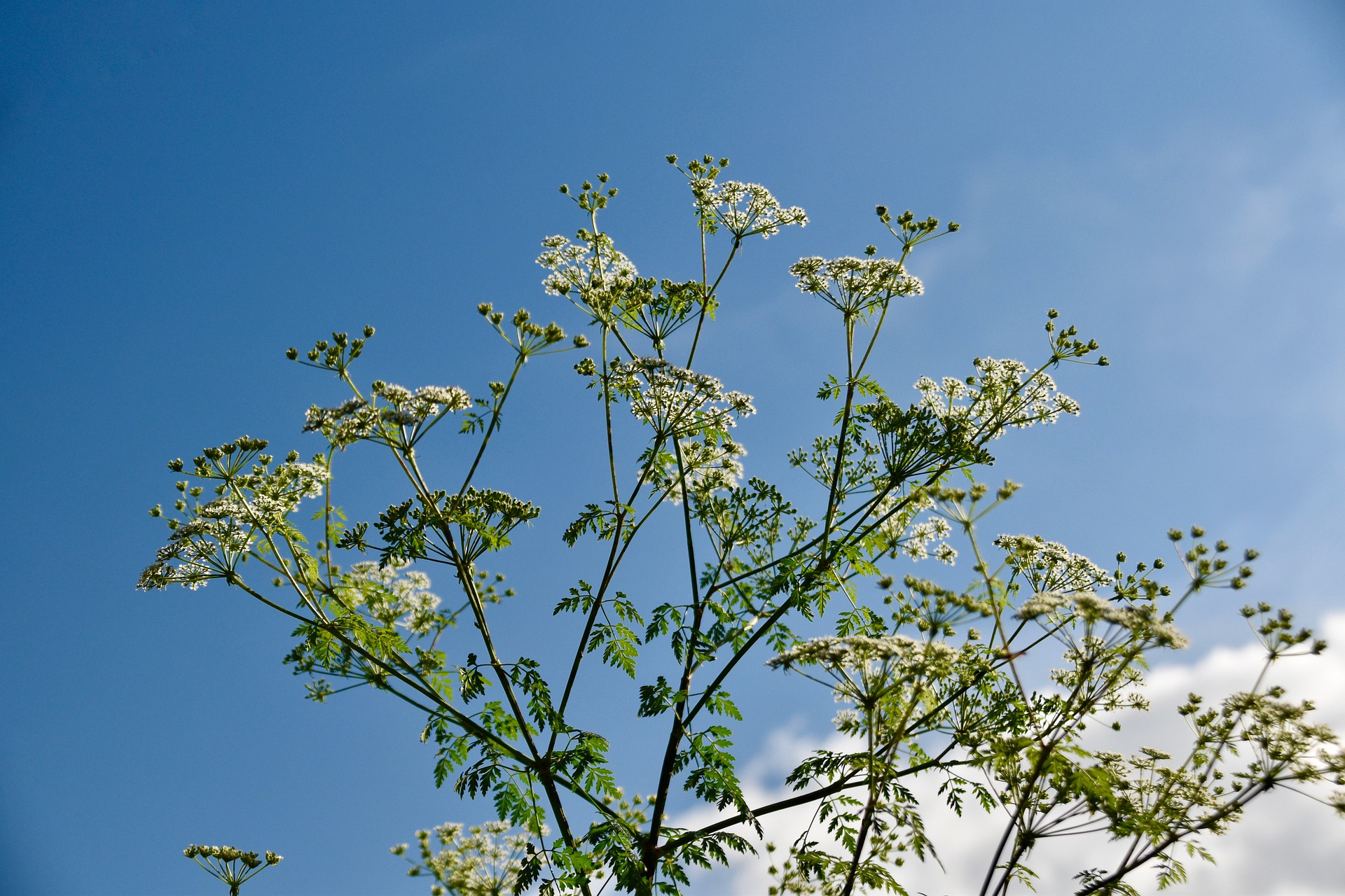 QUELLES SONT LES PLANTES TOXIQUES POUR L'HUMAIN ?