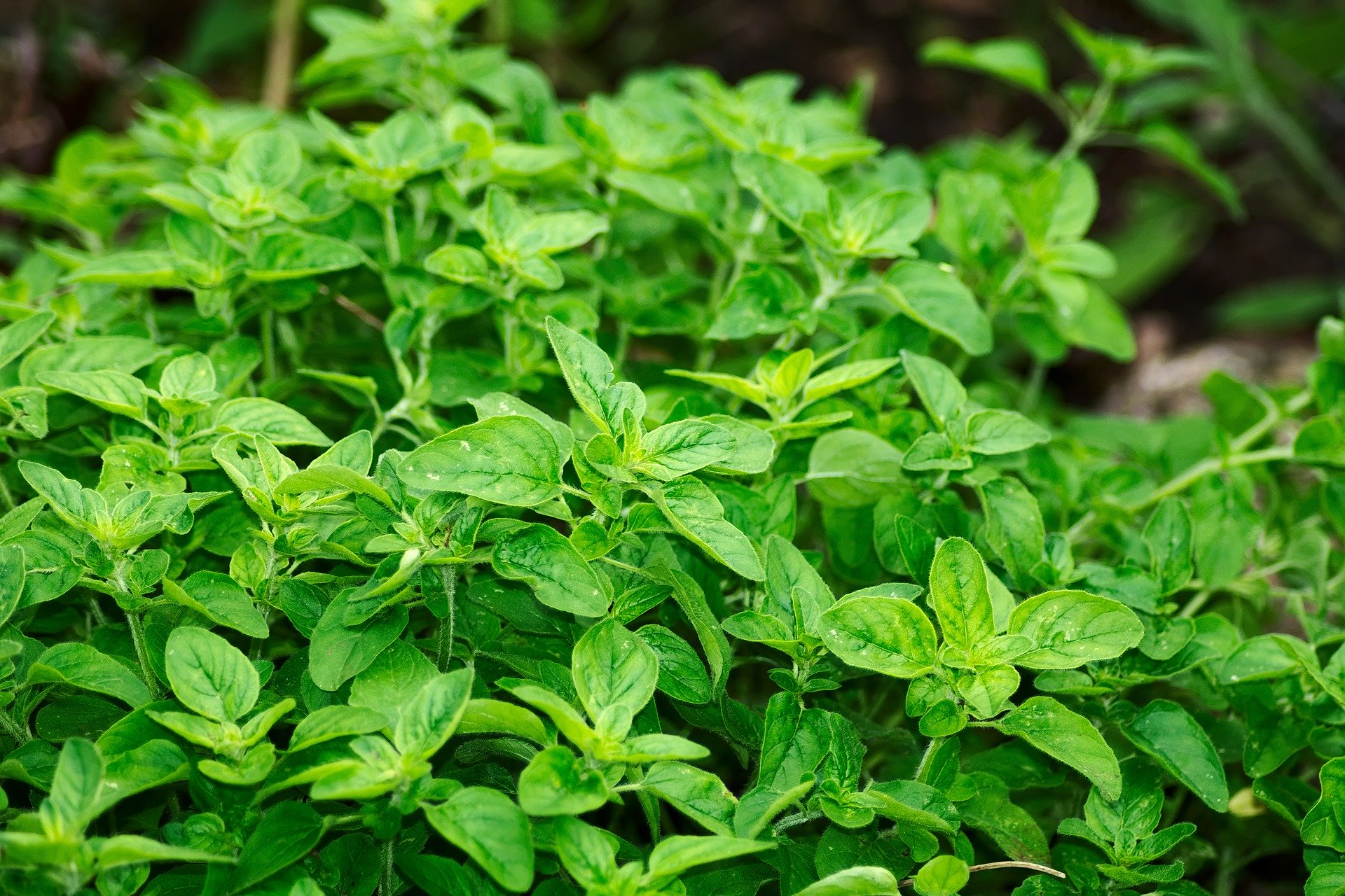 RÉUSSIR LA CULTURE DE SES PLANTES AROMATIQUES