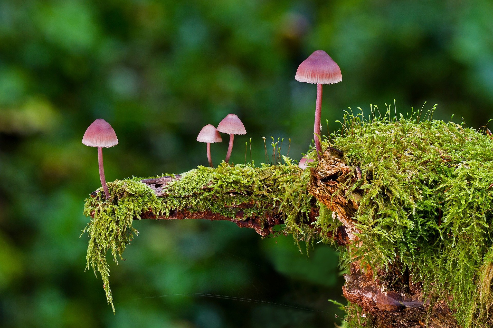 TOUT SAVOIR SUR LES CHAMPIGNONS COMESTIBLES & VÉNÉNEUX