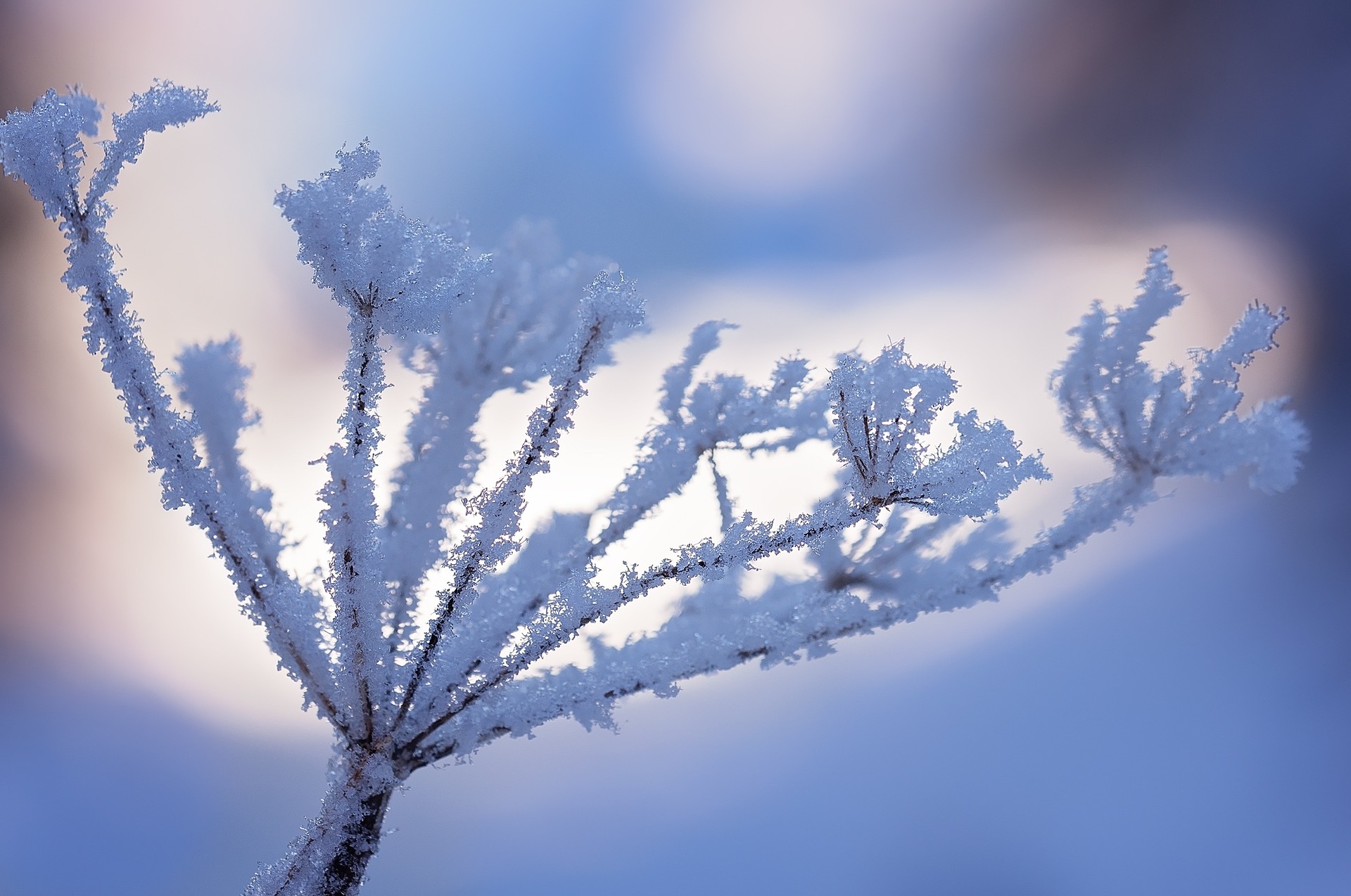 QUELLES PLANTES SUPPORTENT LE MIEUX LA NEIGE & COMMENT LES PROTÉGER ?