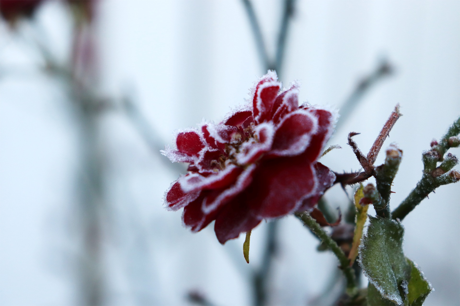 QUELLES FLEURS FLEURISSENT EN FÉVRIER ?