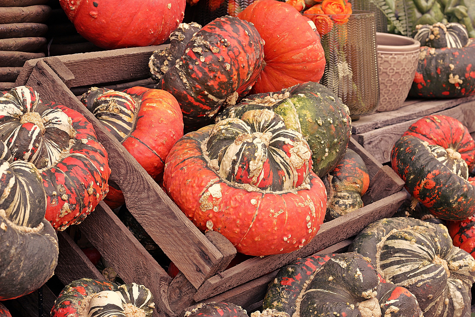 LES LÉGUMES MOCHES