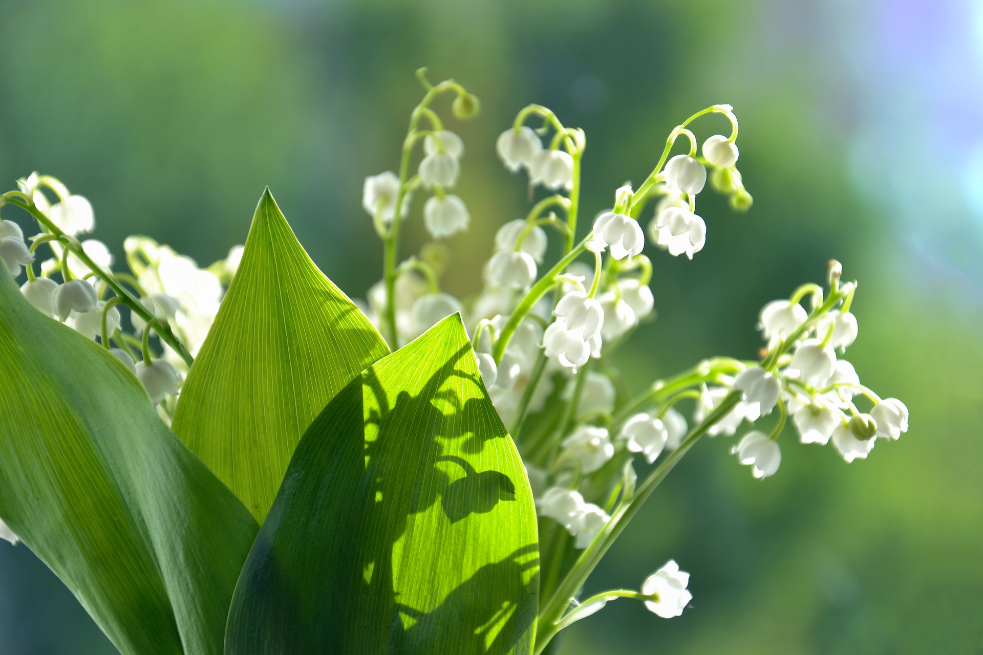 QUE FAIRE AU JARDIN EN MAI ?