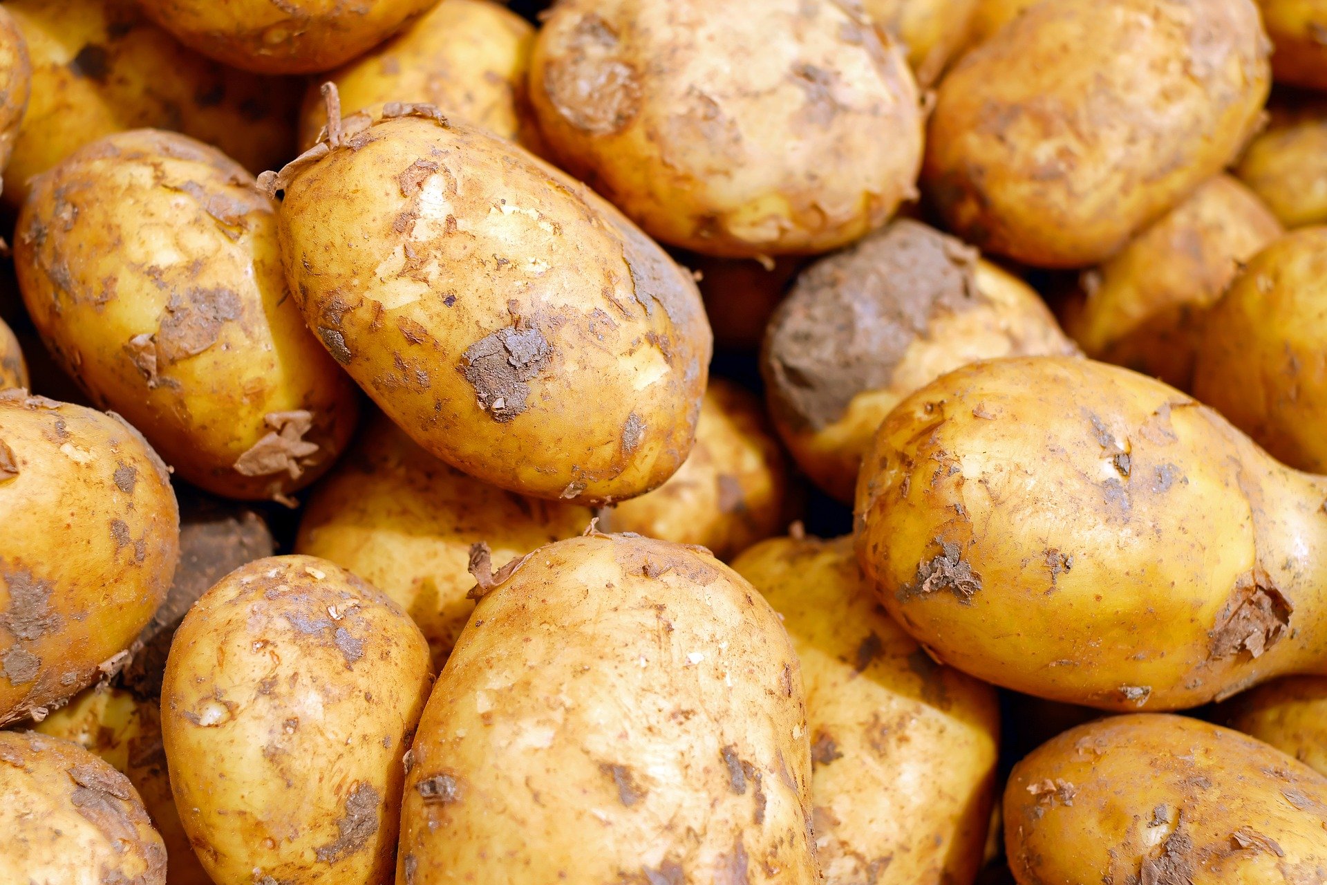 COMMENT CULTIVER LA POMME DE TERRE ?