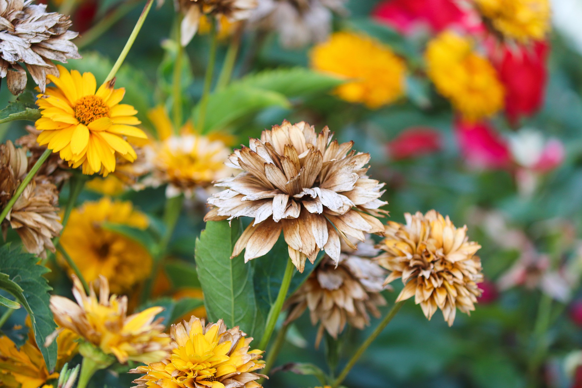 5 ASTUCES POUR PRÉPARER SES PLANTES À LA CANICULE