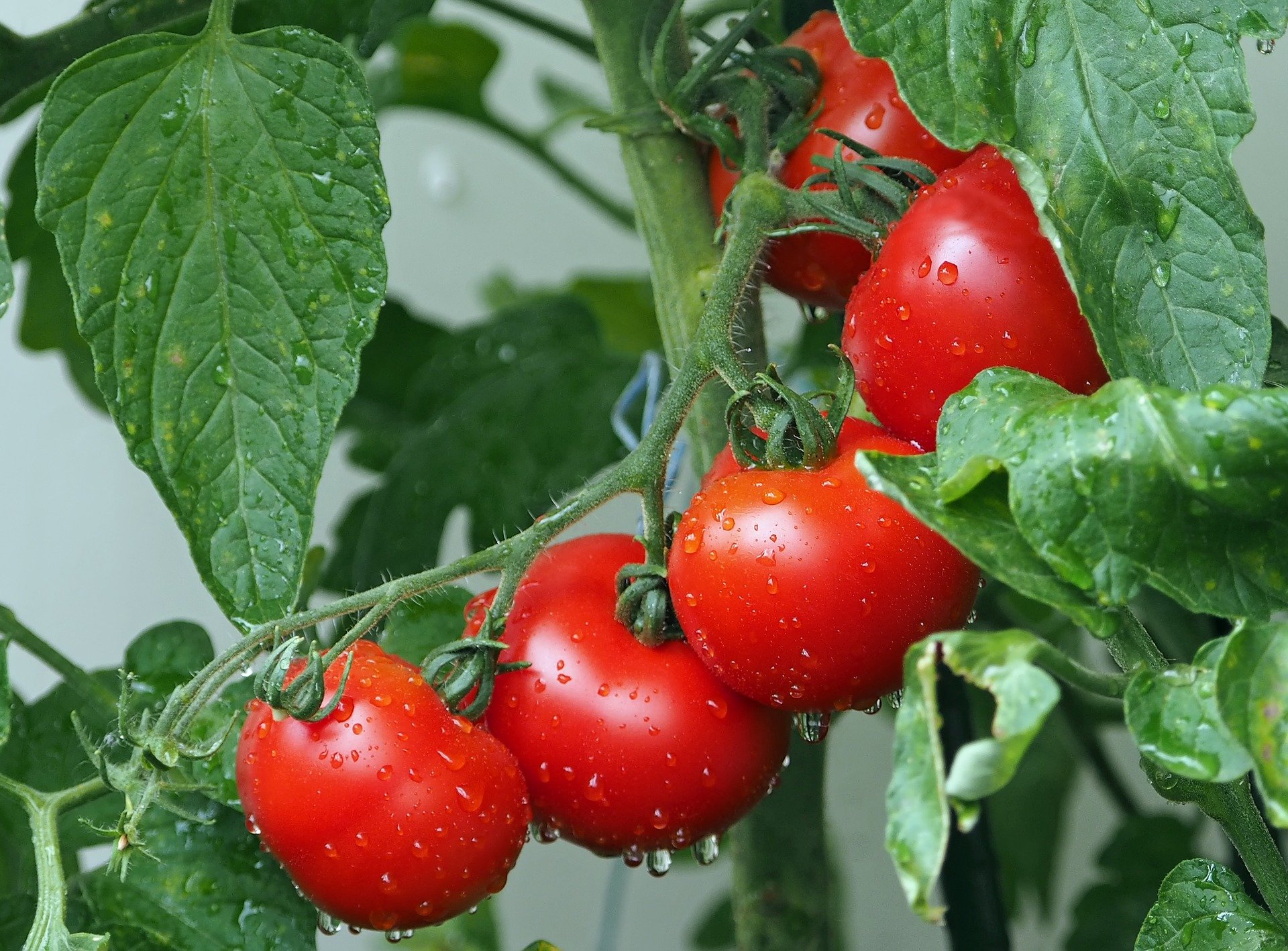 LA TOMATE : PLANTATION & VARIÉTÉS