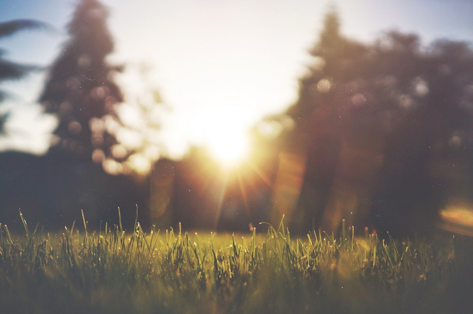 5 PLANTES QUI AIMENT LE SOLEIL